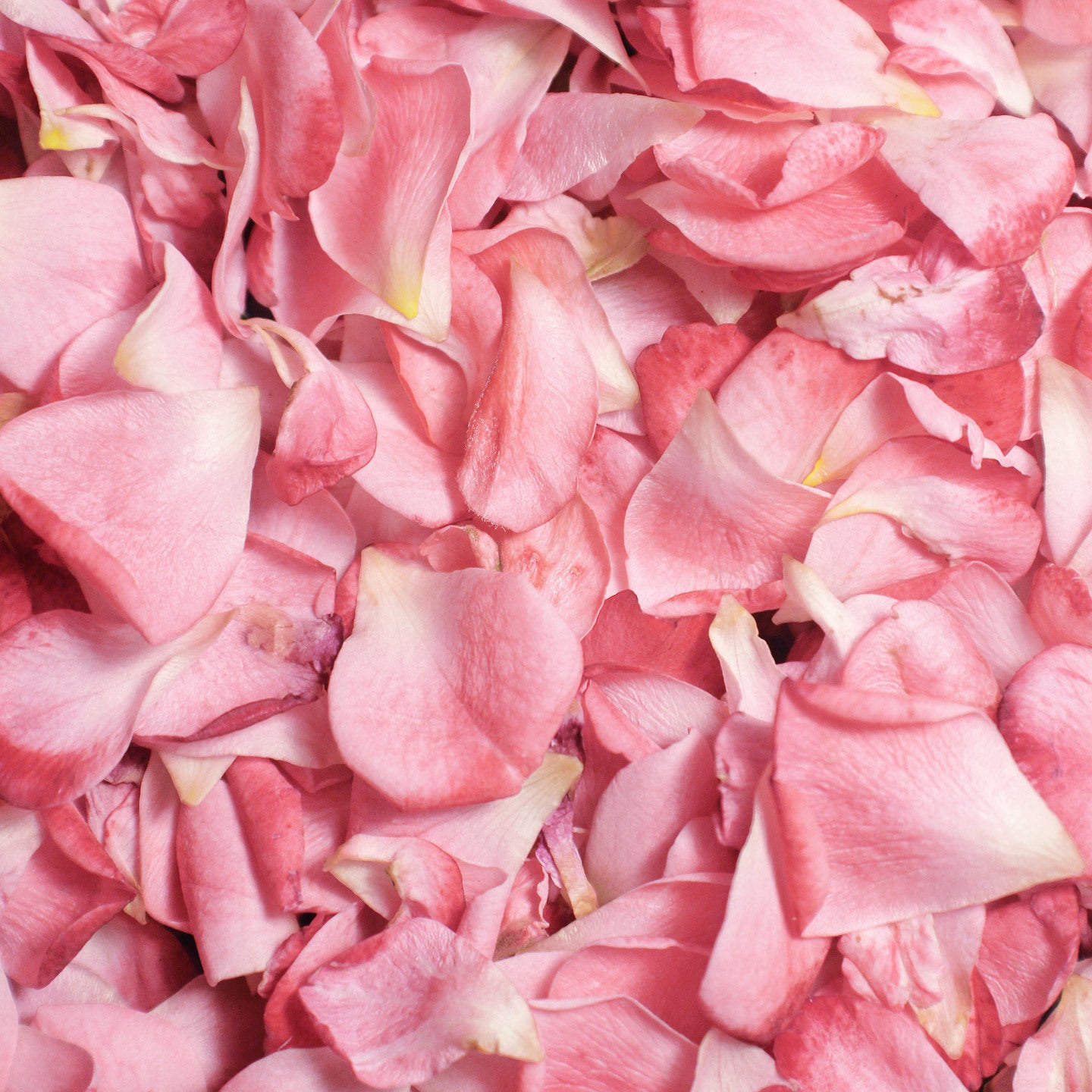Pétales de roses délicatement étalés sur une surface texturée.