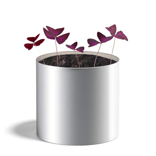planta personalizada