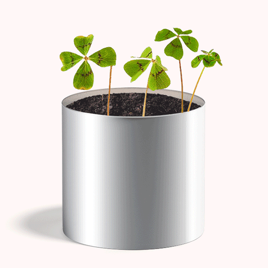 Plante personnalisée – Petit Cube