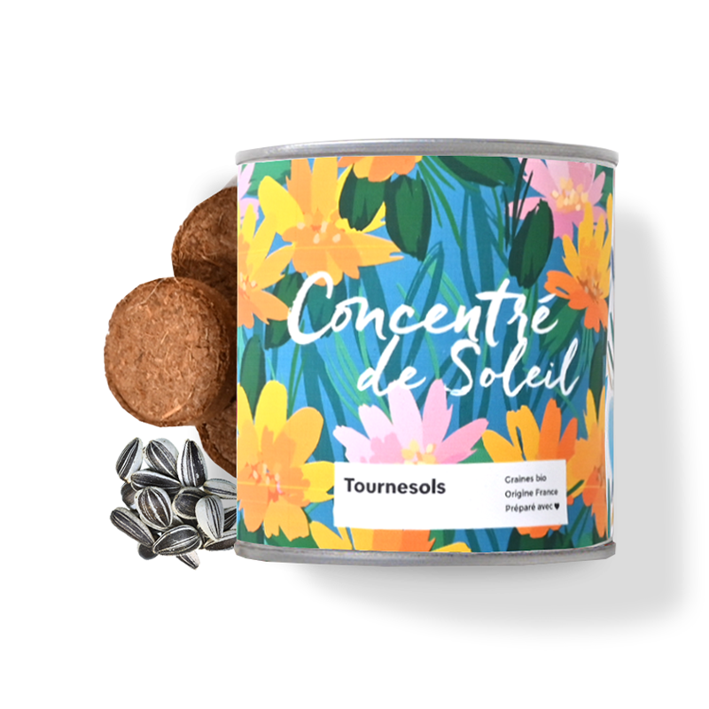 Kit pot tourneseol 1