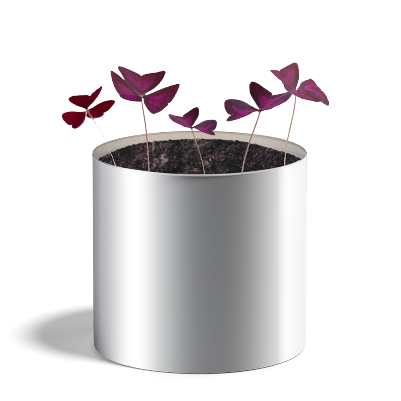 Pot de graines avec feuilles vertes luxuriantes en gros plan.