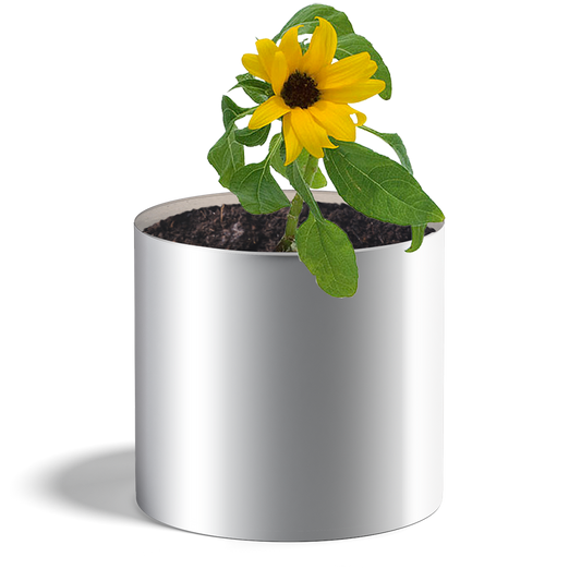 Plante tournesol - Petit Cube