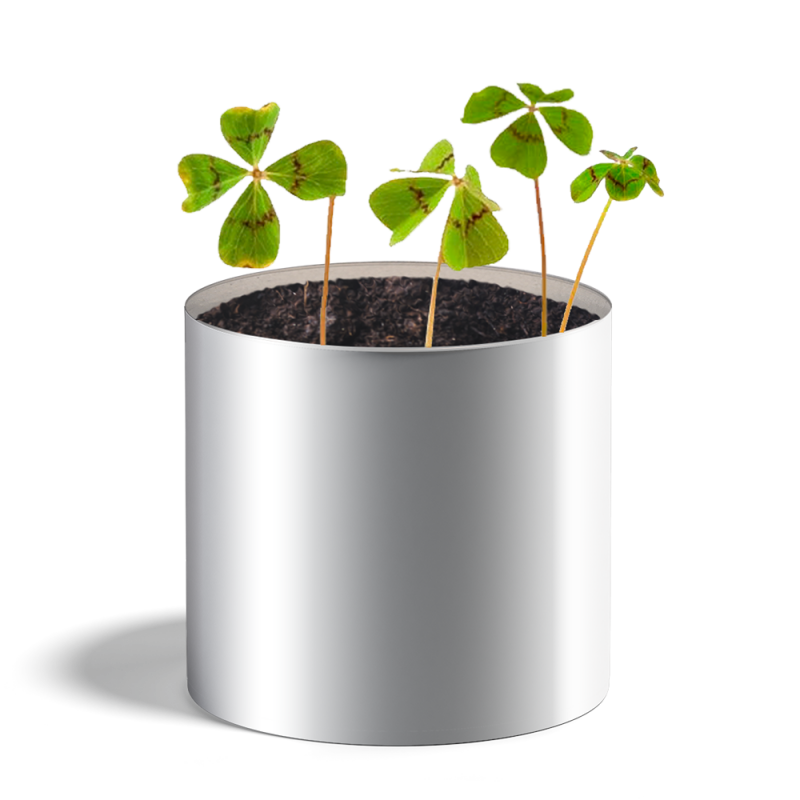 Plante à quatre feuilles dans un pot en terre cuite.